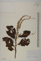 藏品(華東山柳)的圖片