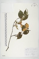 藏品(四照花)的圖片