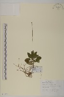 藏品(阿里山鬼督郵)的圖片