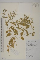 藏品(牛繁縷)的圖片