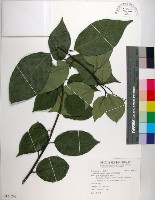 藏品(恆春厚殼樹)的圖片