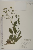 藏品(地膽草、毛蓮菜)的圖片
