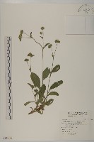 藏品(地膽草、毛蓮菜)的圖片