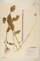 藏品(紫澤蘭)的圖片