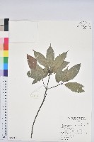 藏品(青剛櫟、鐵椆)的圖片