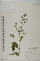 藏品(地膽草、毛蓮菜)的圖片