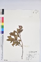 藏品(金毛杜鵑)的圖片