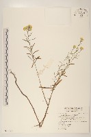 藏品(秋鼠麴草)的圖片