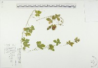 藏品(苦瓜)的圖片