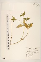 藏品(金腰箭)的圖片