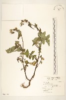 藏品(苦苣菜)的圖片