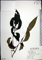 藏品(角桐草、台灣半蒴苣苔)的圖片