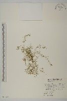 藏品(瓜槌草、漆姑草)的圖片