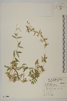 藏品(疏花繁縷)的圖片