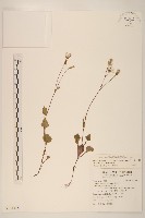 藏品(紫背草)的圖片