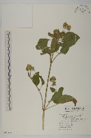 藏品(紫花霍香薊)的圖片