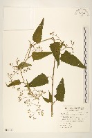 藏品(蔓黃菀)的圖片