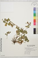 藏品(鹿場毛茛)的圖片