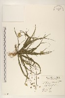 藏品(小葉瑞木)的圖片