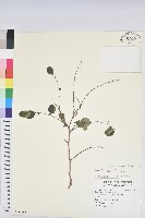 藏品(紅仔珠)的圖片