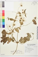 藏品(田代氏鐵線蓮)的圖片