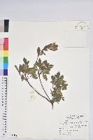 藏品(紅毛杜鵑)的圖片