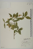 藏品(刺果衛矛)的圖片