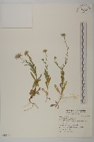 藏品(狗娃花)的圖片