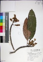 藏品(山枇杷、臺灣枇杷)的圖片