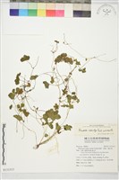 藏品()的圖片