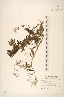 藏品(一枝香)的圖片