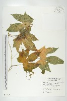 藏品(雙輪瓜)的圖片