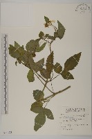 藏品(大花咸豐草)的圖片