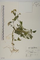 藏品(霍香薊)的圖片