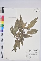 藏品(粗糠柴)的圖片