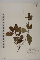 藏品(草珊瑚、紅果金粟蘭)的圖片