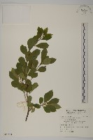 藏品(厚葉衛矛, 源一木)的圖片