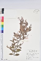 藏品(大葉越橘、來特氏越橘)的圖片