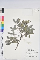 藏品(細葉饅頭果)的圖片