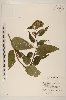 藏品(花蓮澤蘭)的圖片