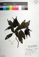 藏品(台北玉葉金花)的圖片