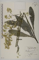 藏品(走馬胎)的圖片