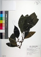 藏品(皮孫木)的圖片