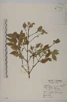 藏品(福建賽衛矛、福建假衛矛)的圖片