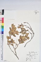 藏品(著生杜鵑)的圖片