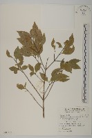 藏品(福建賽衛矛、福建假衛矛)的圖片