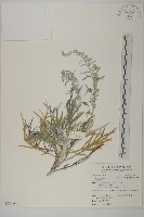 藏品(太魯閣艾)的圖片