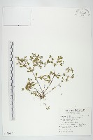 藏品(星果佛甲草)的圖片