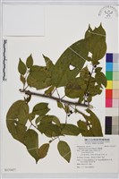 藏品(桶鉤藤)的圖片