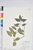 藏品(山靛)的圖片